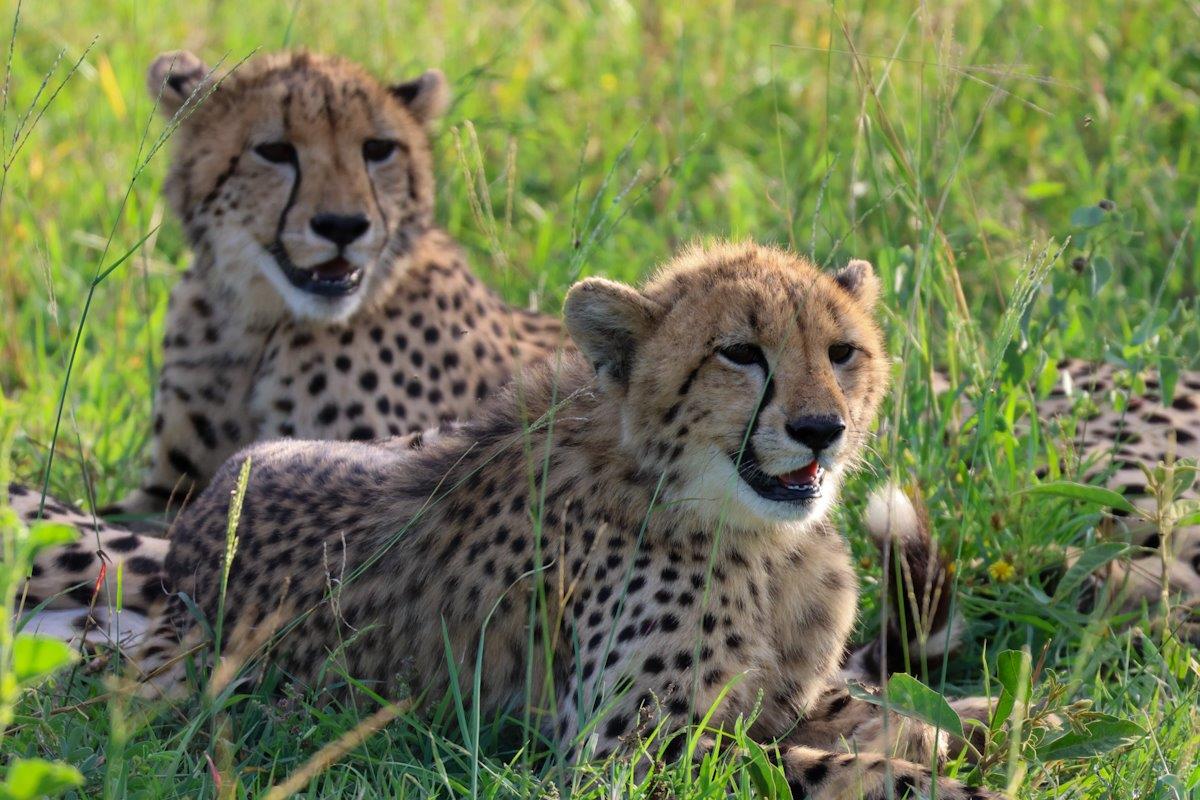 Sabi Sabi Jan Nel Cheetah Cubs In Grass