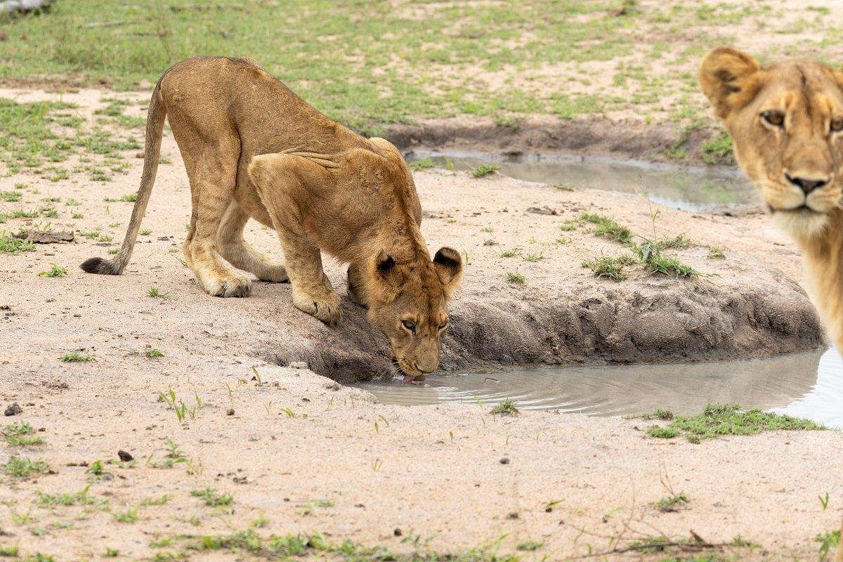 A young member of the Southern Pride drinks from a nearby waterhole. A young member of the Southern Pride drinks from a nearby waterhole.