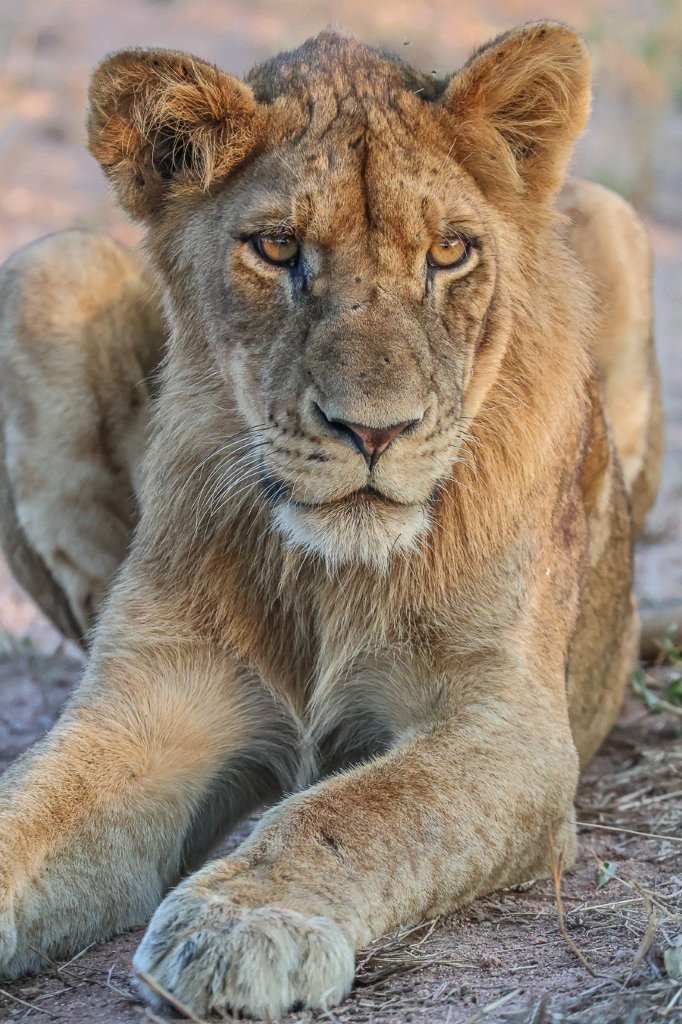Sabi Sabi Ruan Mey Southern Pride Lion Sabi Sabi Ruan Mey Southern Pride Lion