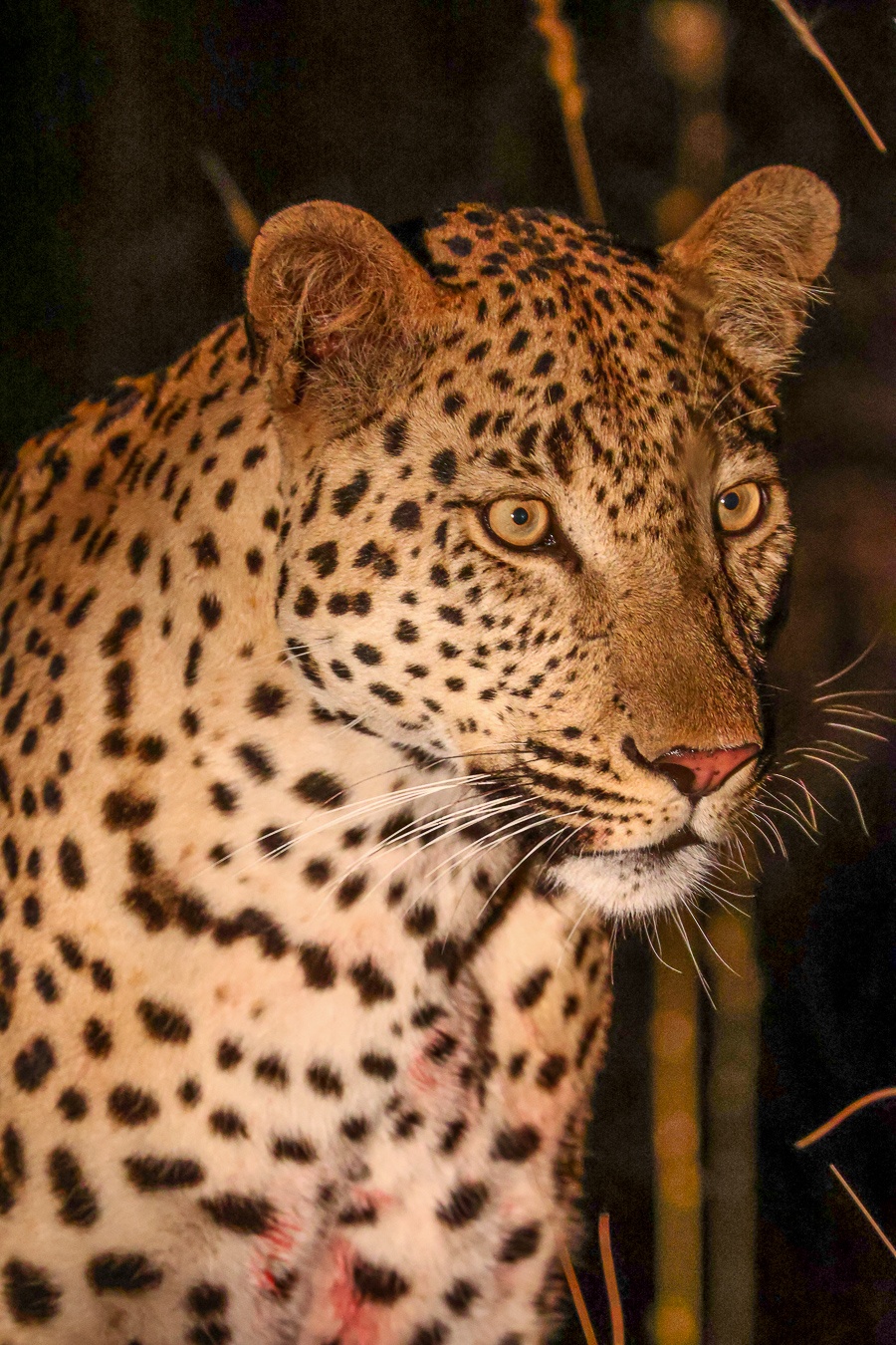 Sabi Sabi Ruan Mey Leopard Close Up Sabi Sabi Ruan Mey Leopard Close Up