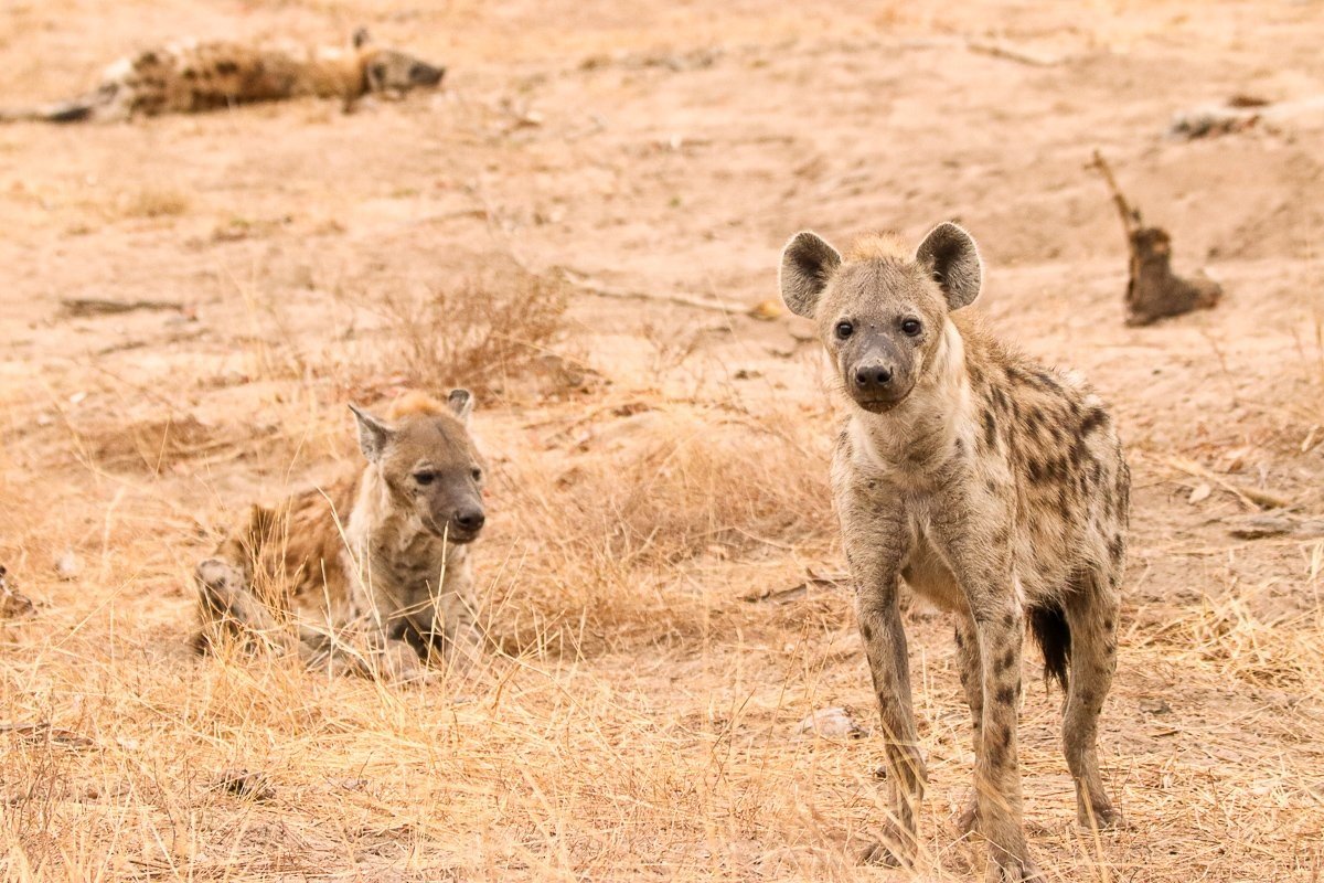 Sabi Sabi Jana Du Plessis Spotted Hyena Sabi Sabi Jana Du Plessis Spotted Hyena