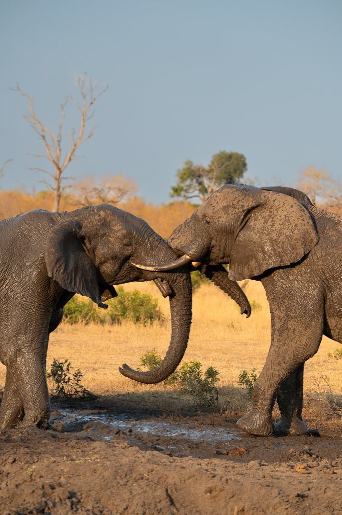Sabi Sabi Viviane Ladner Elephants Sabi Sabi Viviane Ladner Elephants