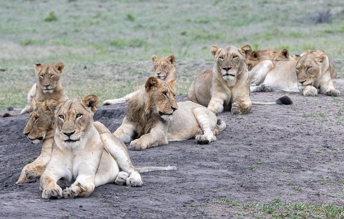 The Msuthlu pride, their bellies full, spent the entire day resting by the waterhole. The Msuthlu pride, their bellies full, spent the entire day resting by the waterhole.