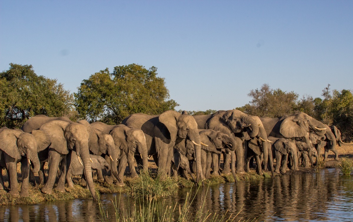 A herd of elephants line up to drink from a waterhole near Sabi Sabi.
