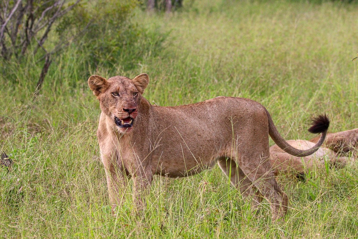 Sabi Sabi Jana Du Plessis Msuthlu Lion