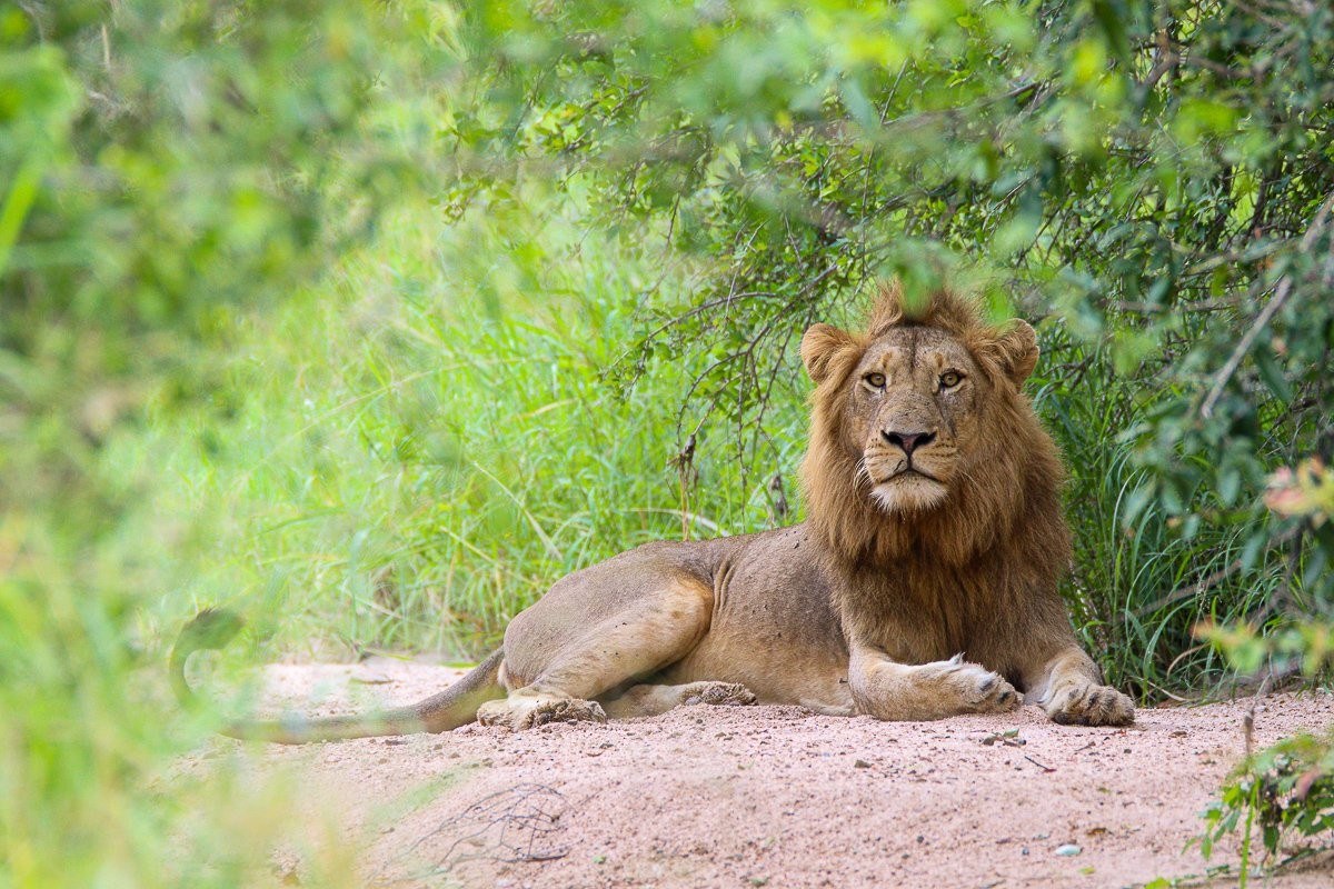 Sabi Sabi Jana Du Plessis Nwaswishaka Male Lion