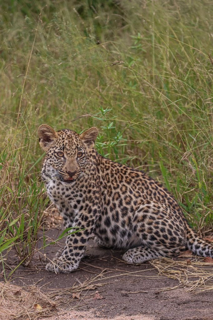 Sabi Sabi Ruan Mey Tengile Leopard Cub