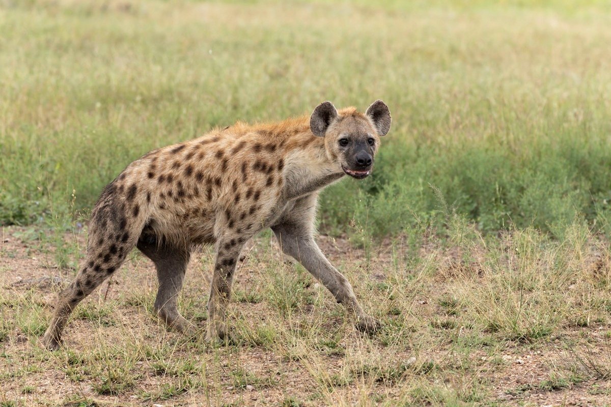 Spotted hyena walking through the bush with alert posture