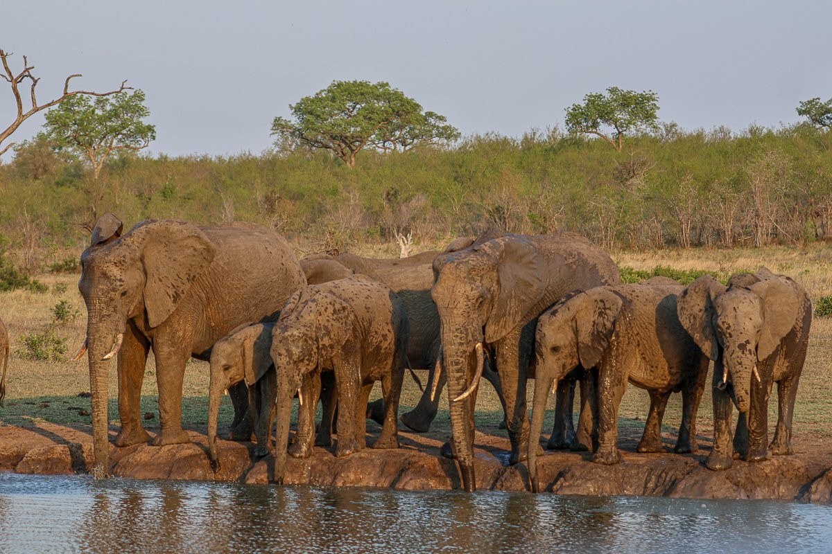 Elephants drinking together at the waterhole, trunks submerged in water