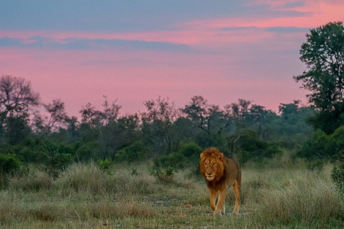 Lions moving cautiously near buffalo during an evening hunt attempt
