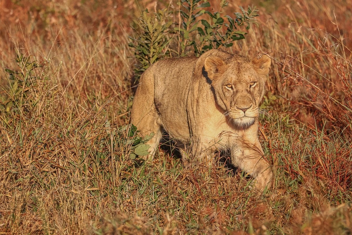 Three lionesses rest near a waterhole while remaining alert for hunting opportunities.