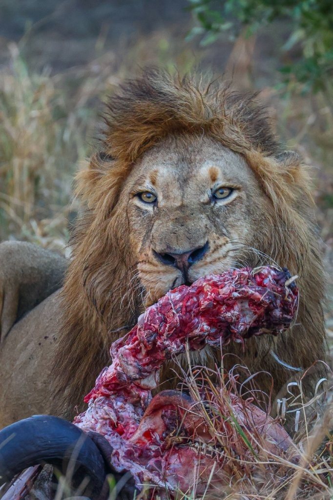 Dominant N'waswishaka male lions feeding at a buffalo kill.