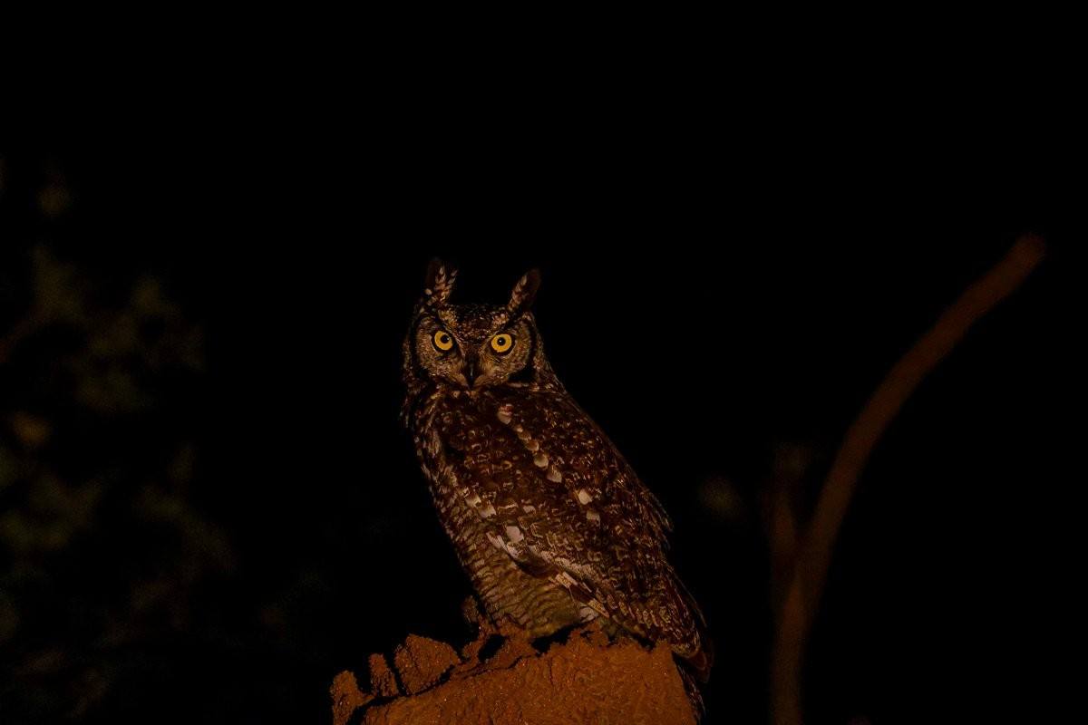 Spotted Eagle-Owl perched on a termite mound using the elevated lookout to scan for prey.