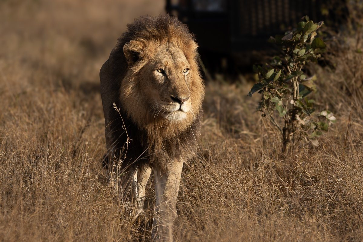 N’waswishaka male lion resting in the Sabi Sabi wilderness