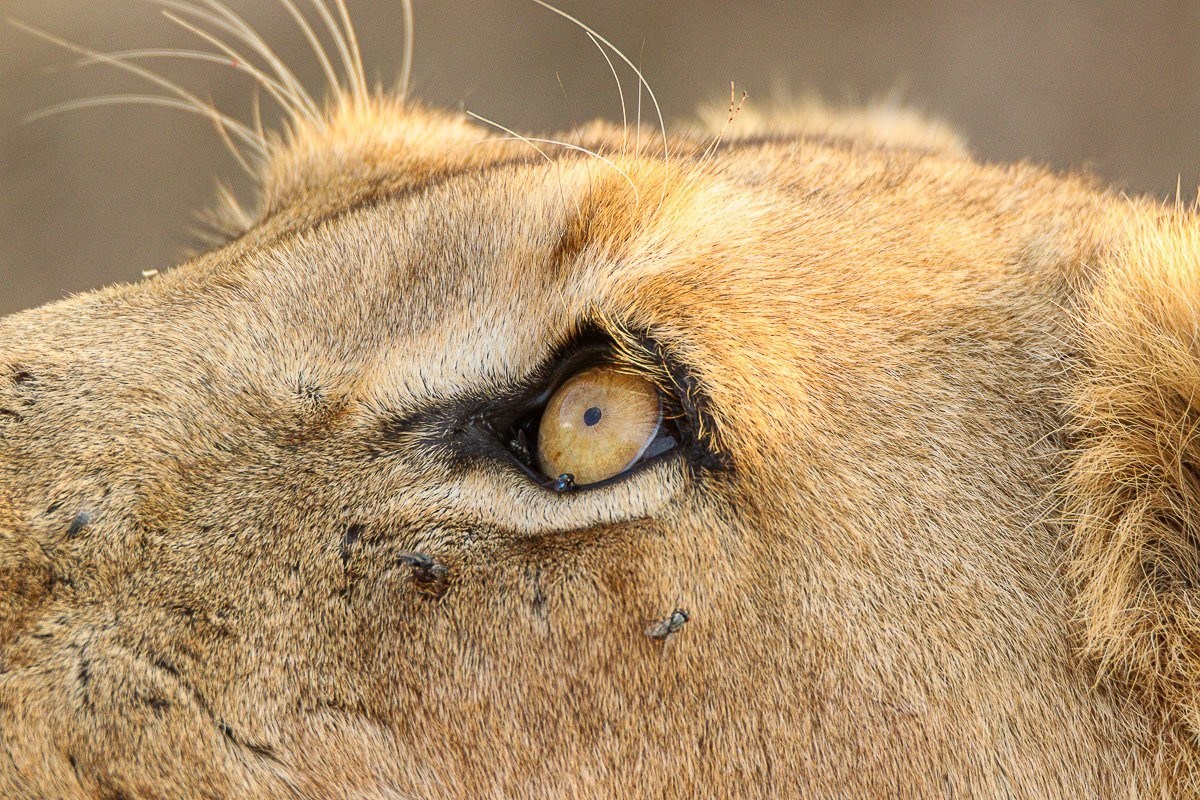 Southern Pride lioness resting near a waterhole