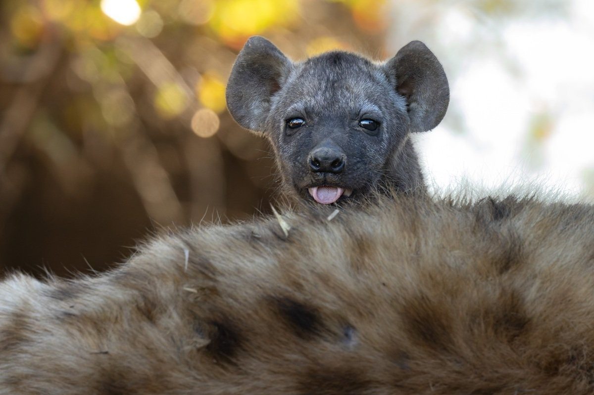 Sabi Sabi Benjamin Loon Spotted Hyena Family At Active Den
