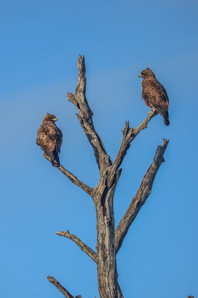 Breeding pair of Wahlberg’s Eagles perched high in a tree.