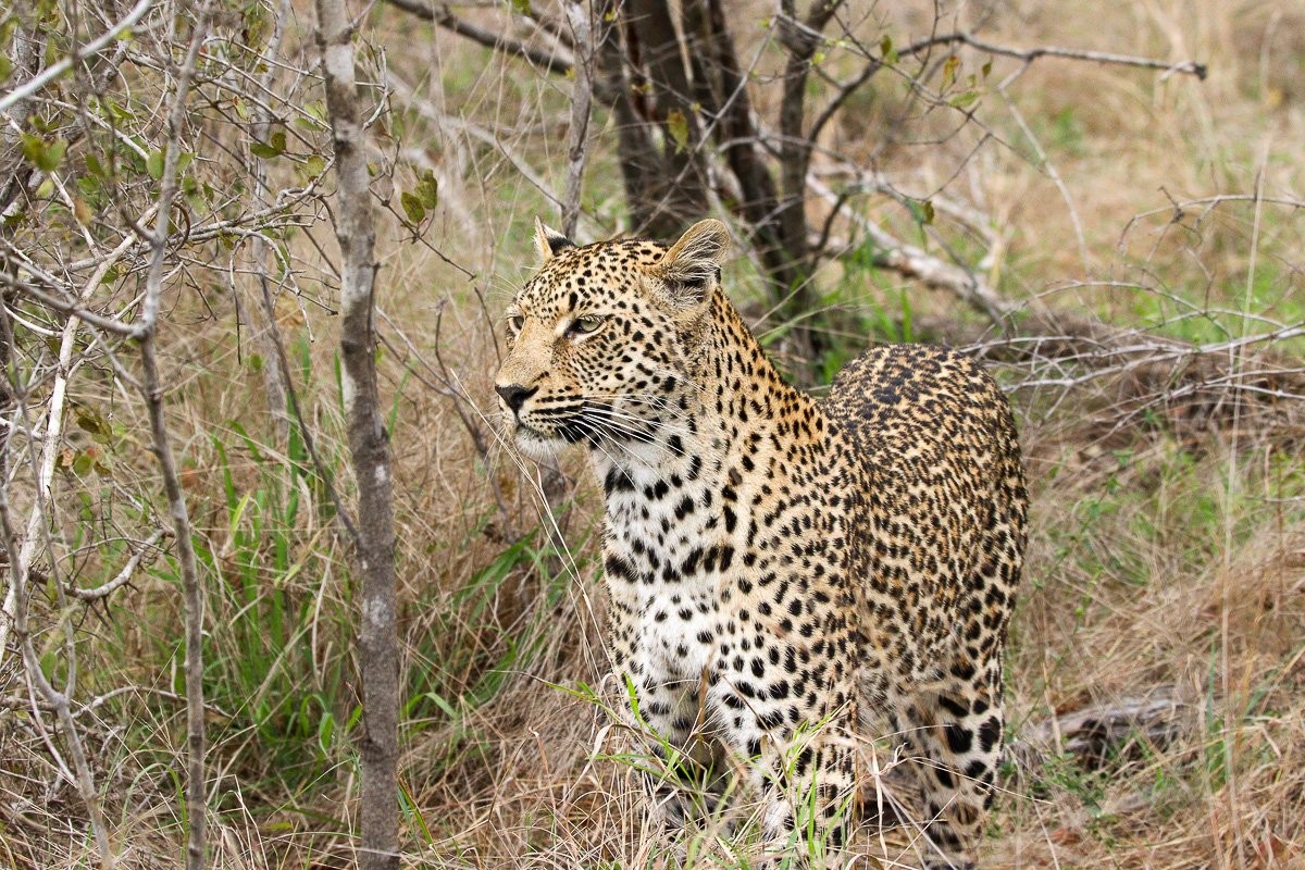 Sabi Sabi Jana Du Plessis Kurhula Leopardess Marking Game Path
