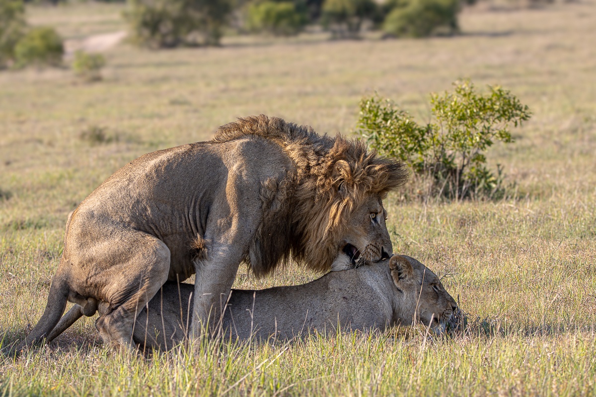N’waswishaka lion and the Msuthlu Pride lioness mate