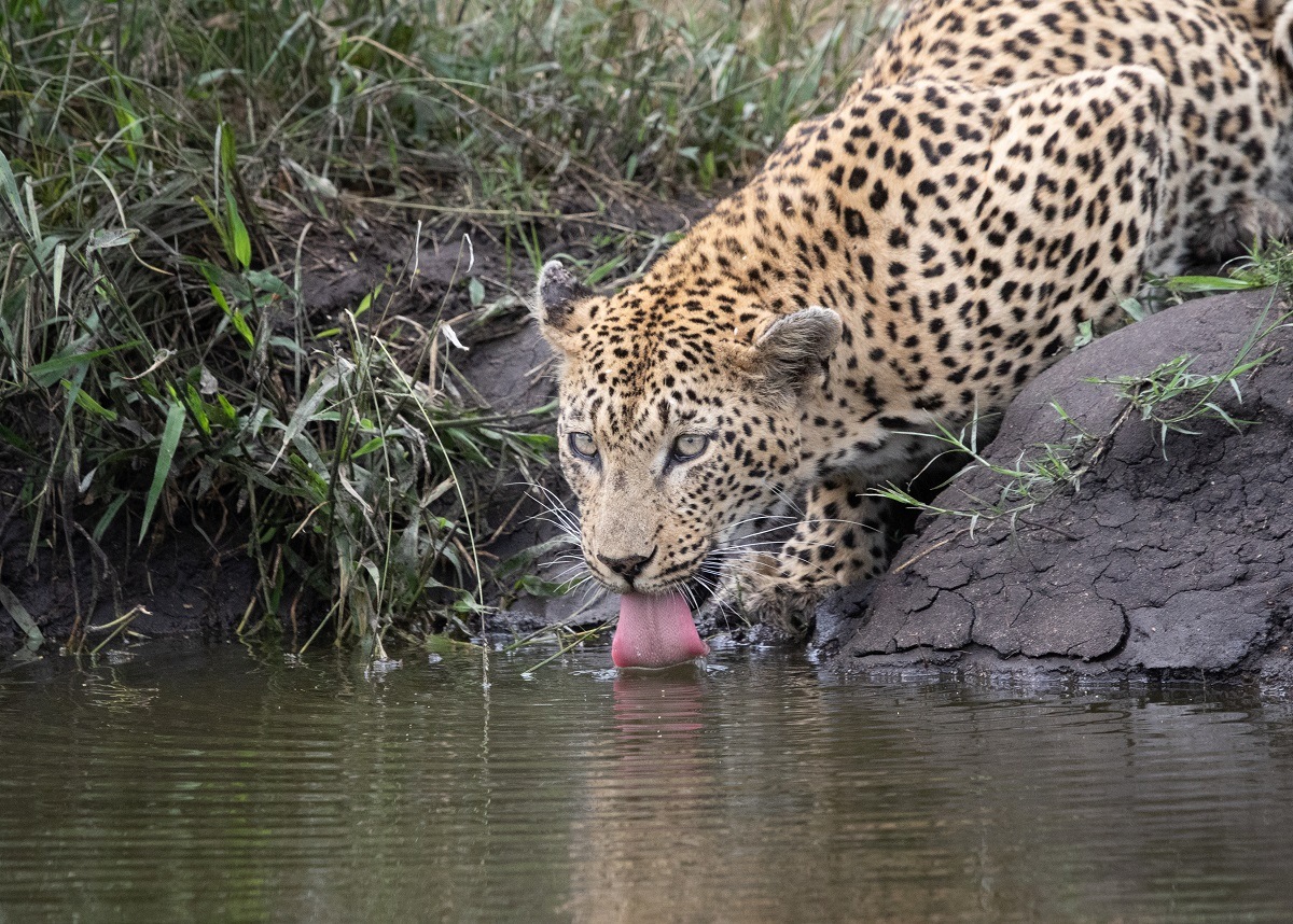 A28Jason Street   Mashaba   260123   2 Final