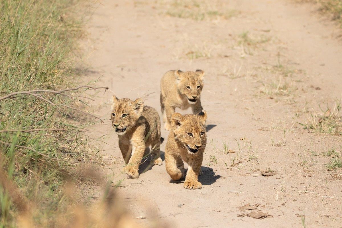B08andries Lions.spcubs 180423 8.tr11 B08andries Lions.spcubs 180423 8.tr11