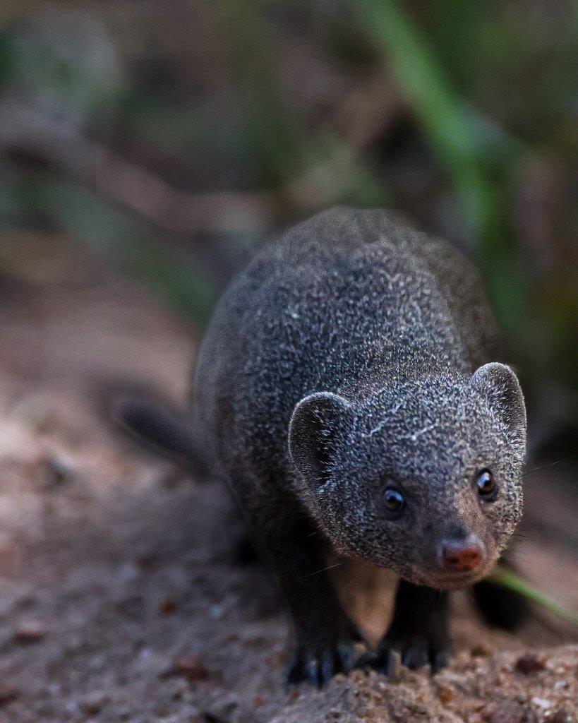 One of the curious adult mongooses made its way towards the vehicle and stopped to see what exactly the big vehicle was.