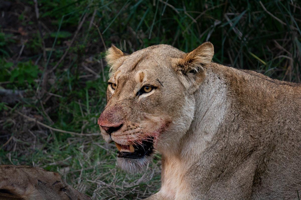 The Talamati female lions made short work of the warthog kill, not leaving much for the vultures to scavenge on.