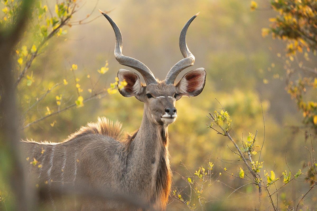 A male kudu photographed during Golden Hour, creating a beautiful golden outline on his mane and horns.