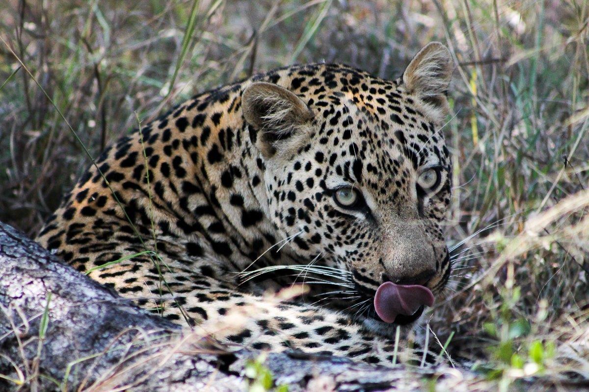 The southern sector of Sabi Sabi does not yet have a dominant male leopard patrolling its borders, yet it won't come without a fight. The southern sector of Sabi Sabi does not yet have a dominant male leopard patrolling its borders, yet it won't come without a fight.