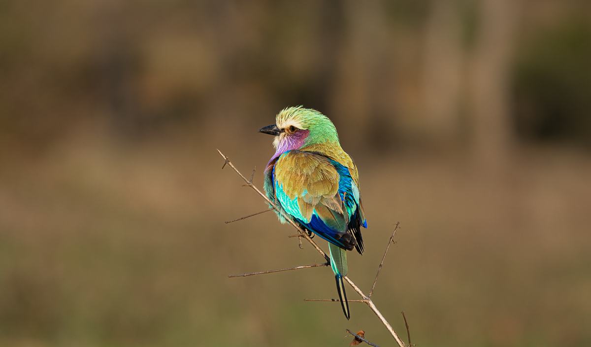 A Lilac-breasted Roller perches on a thin branch. A Lilac-breasted Roller perches on a thin branch.