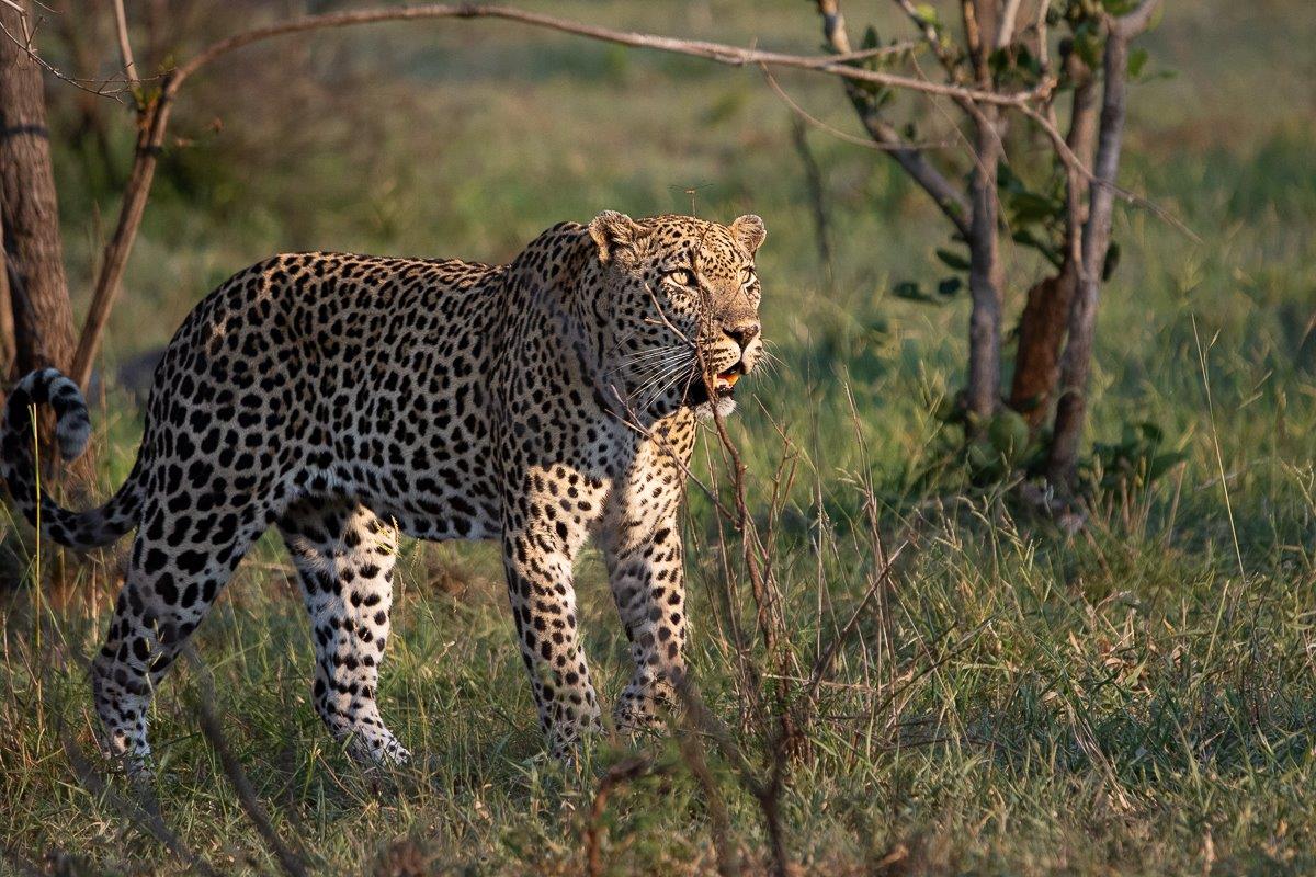 After driving around and stopping to listen, we found the big Mawelawela male sniffing along the ground. After driving around and stopping to listen, we found the big Mawelawela male sniffing along the ground.