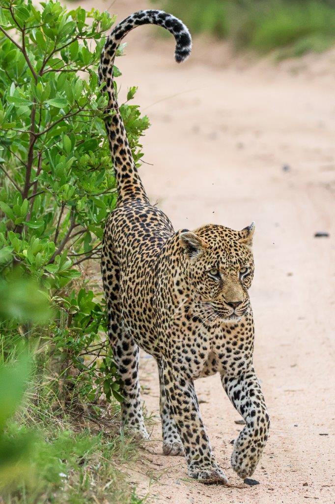 We found the N'weti male as he made his way through our reserve, frequently stopping to scent mark his territory, letting any other males know of his presence. We found the N'weti male as he made his way through our reserve, frequently stopping to scent mark his territory, letting any other males know of his presence.