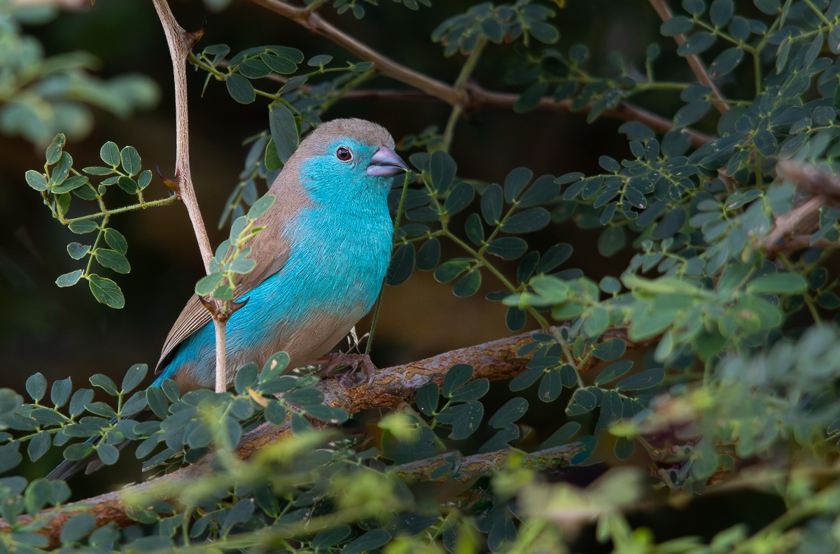 Jason Street Blue Waxbill Jason Street Blue Waxbill
