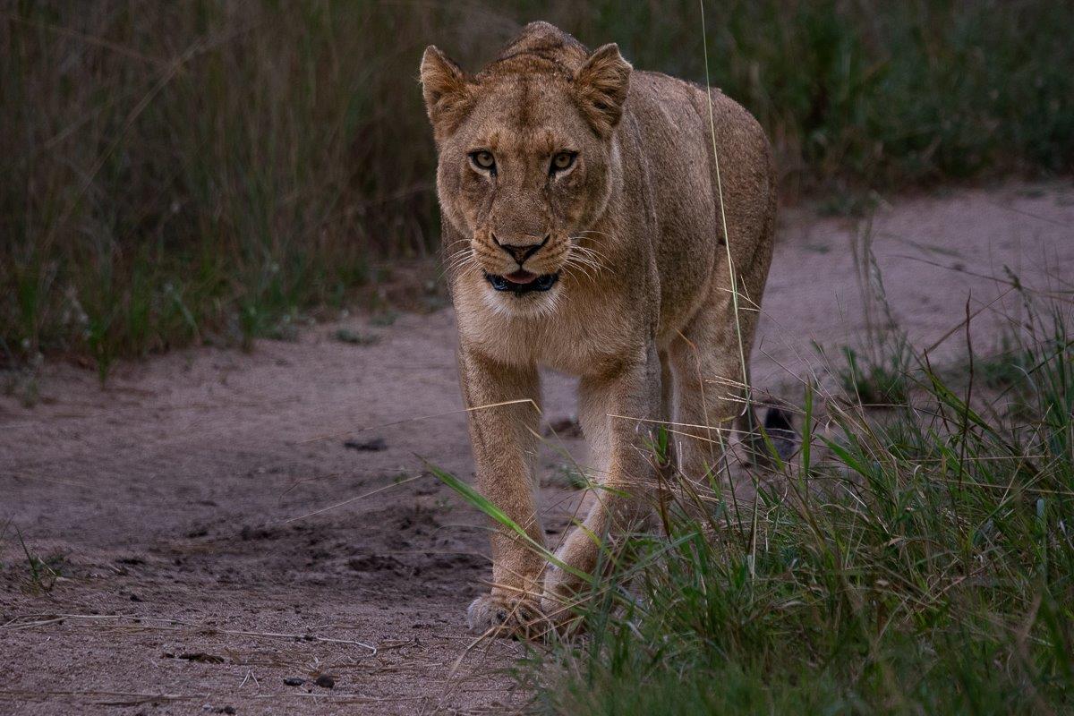 Male lions usually form a coalition with other males to increase their chance of survival. Male lions usually form a coalition with other males to increase their chance of survival.