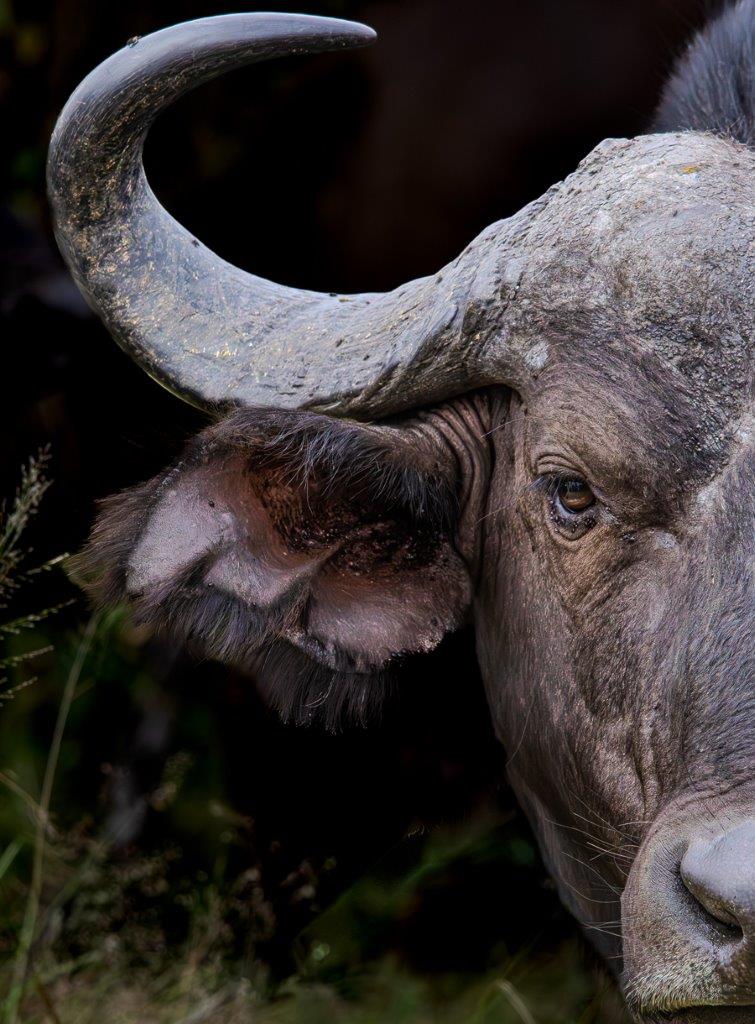 An African buffalo. An African buffalo.