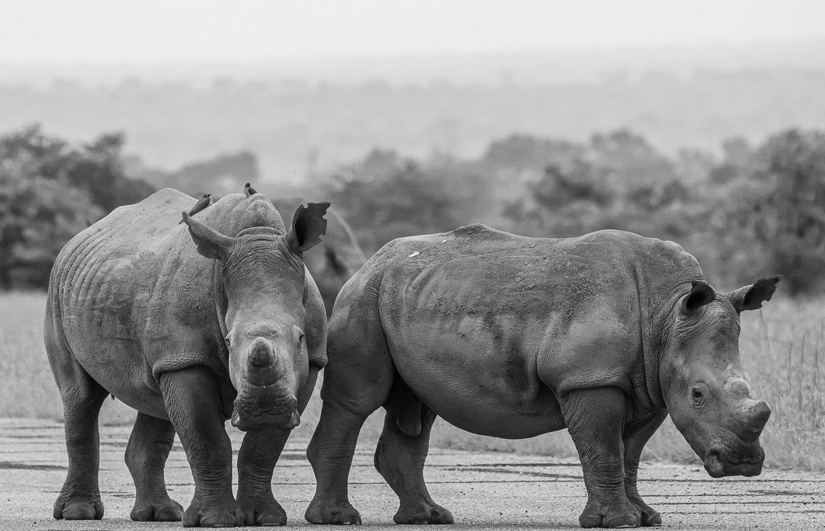 Dehorned rhinos in the distance Dehorned rhinos in the distance