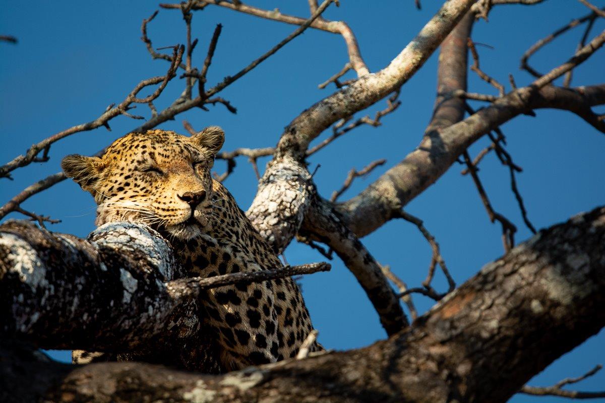 The Mashaba female leopard napping in a tree near her duiker kill, showcasing her strength and agility. The Mashaba female leopard napping in a tree near her duiker kill, showcasing her strength and agility.