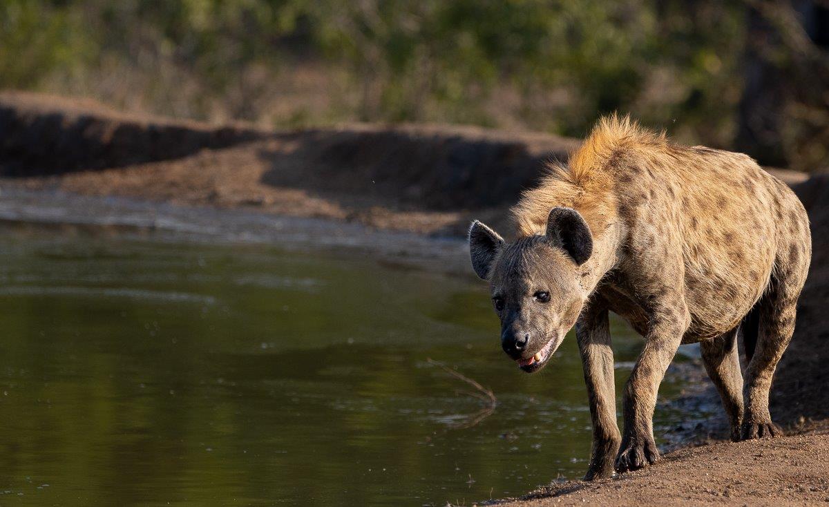 Hyena pacing near a waterhole, investigating the area with intent.