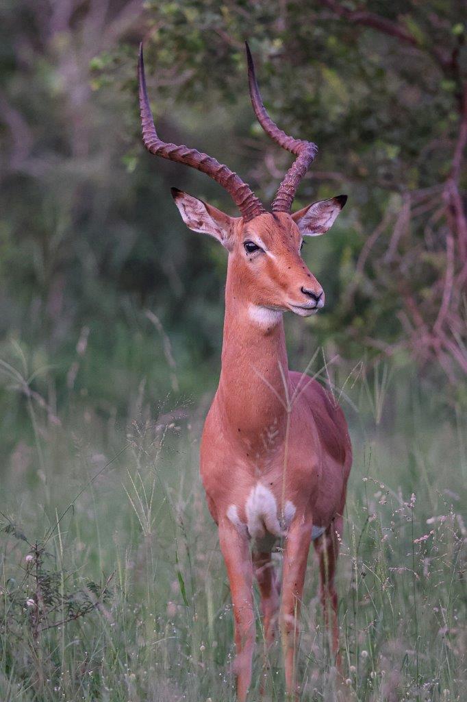 Sabi Sabi Ruan Mey Impala Male Sabi Sabi Ruan Mey Impala Male