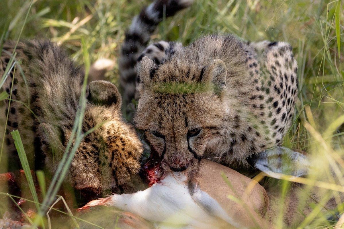 Sabi Sabi Ronald Mutero Cheetah Cubs Feeding Sabi Sabi Ronald Mutero Cheetah Cubs Feeding
