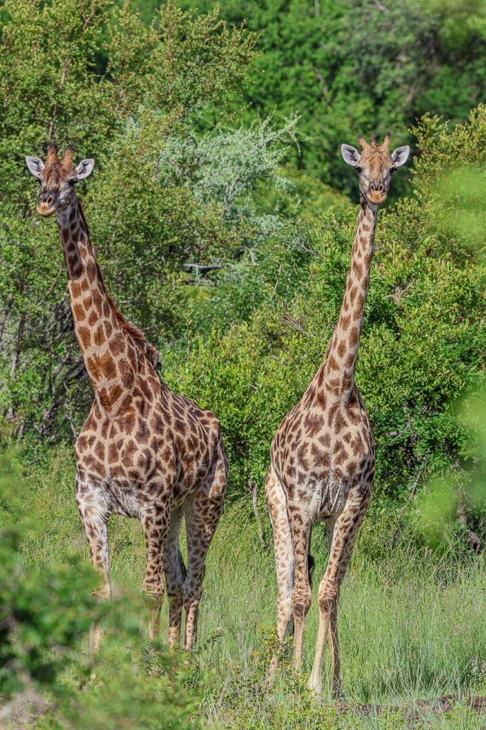 A tower of giraffes. A tower of giraffes.