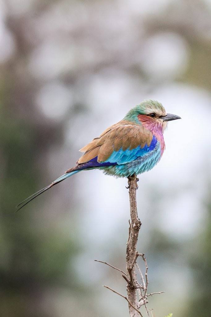 Sabi Sabi Ruan Mey Lilac Breasted Roller Sabi Sabi Ruan Mey Lilac Breasted Roller