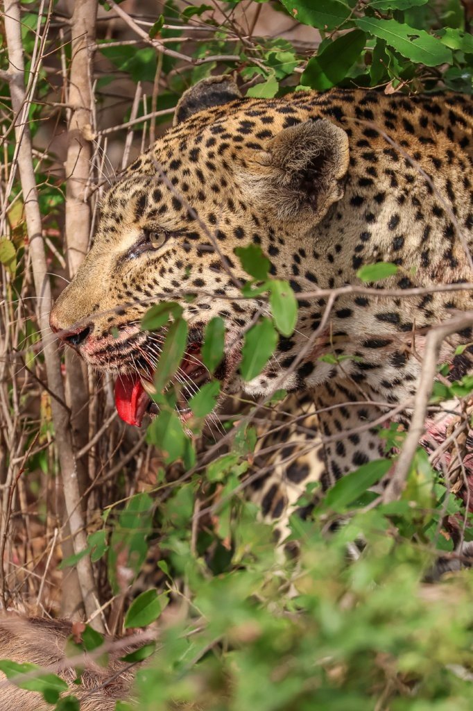 Khulwana, a male leopard, is seen here with a bloody mouth. Khulwana, a male leopard, is seen here with a bloody mouth.