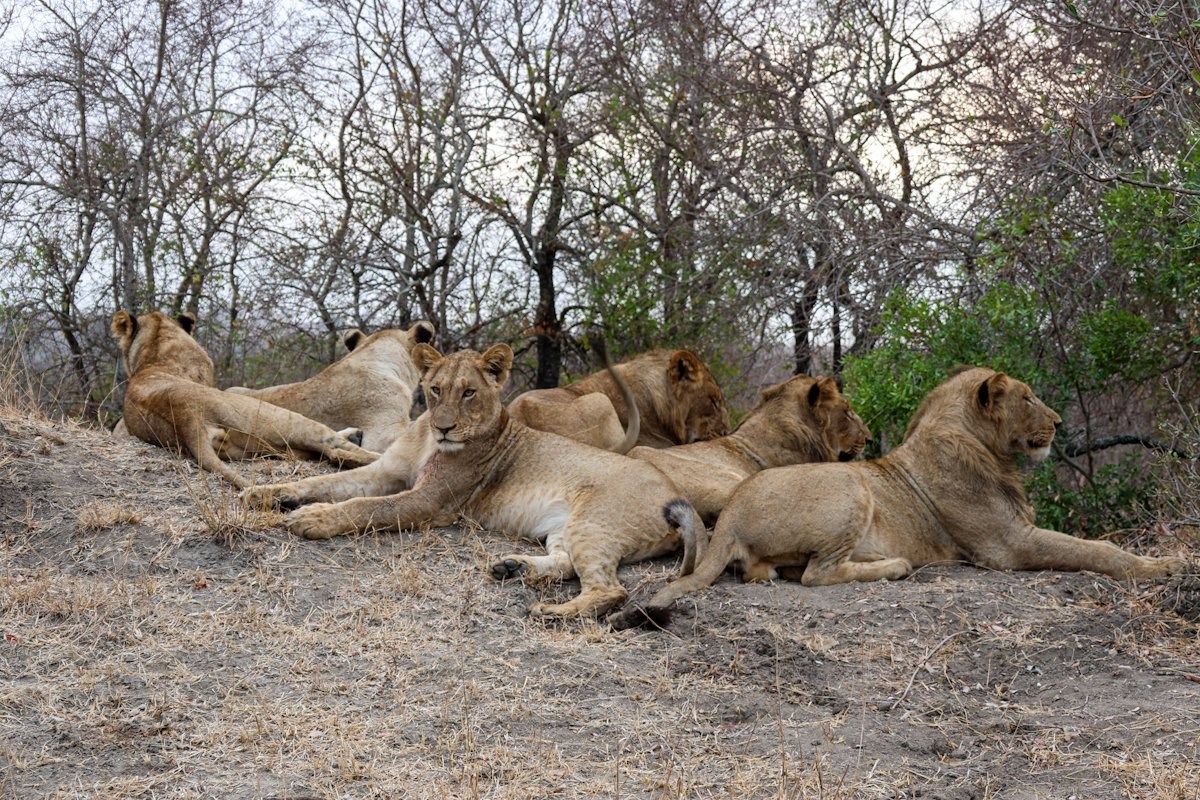 Sabi Sabi Jan Nel Msuthlu Pride Sabi Sabi Jan Nel Msuthlu Pride