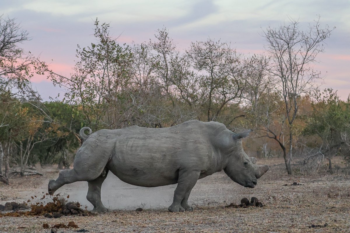 Rhinos frequent their midden