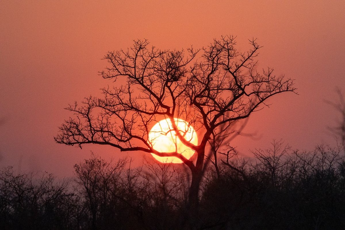 The sun sets over the bushveld, painting the sky in deep orange and gold hues.