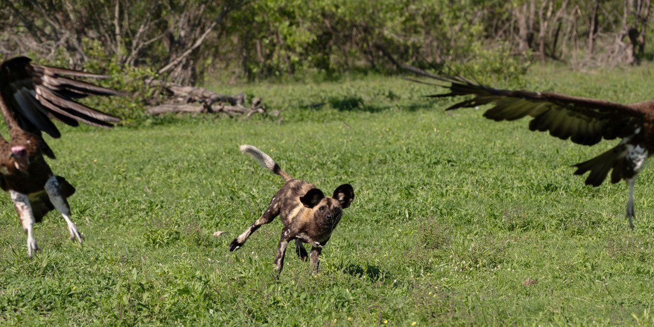 Sabi Sabi Viviane Ladner Wild Dog Chases Birds