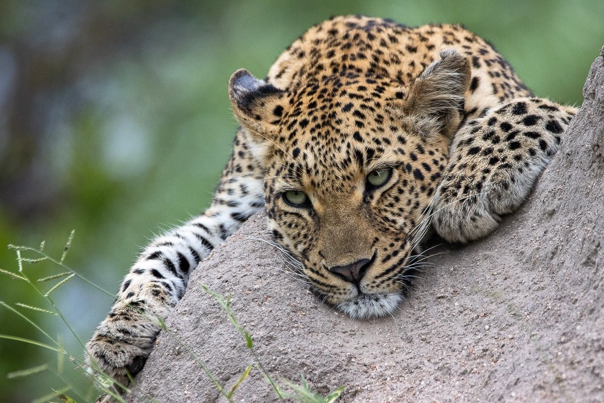 Sabi Sabi Ronald Mutero Golonyi Close Up