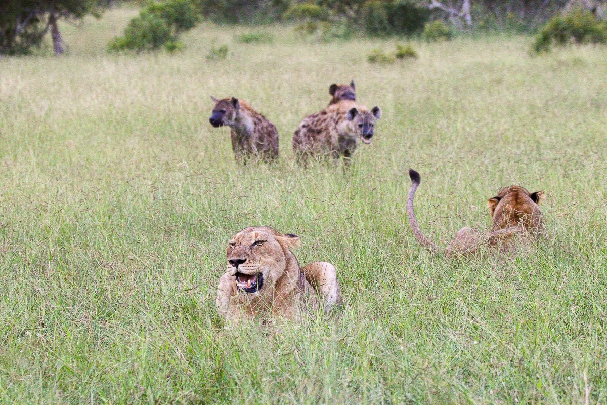 Sabi Sabi Jana Du Plessis Msuthlu Pride Vs Hyena