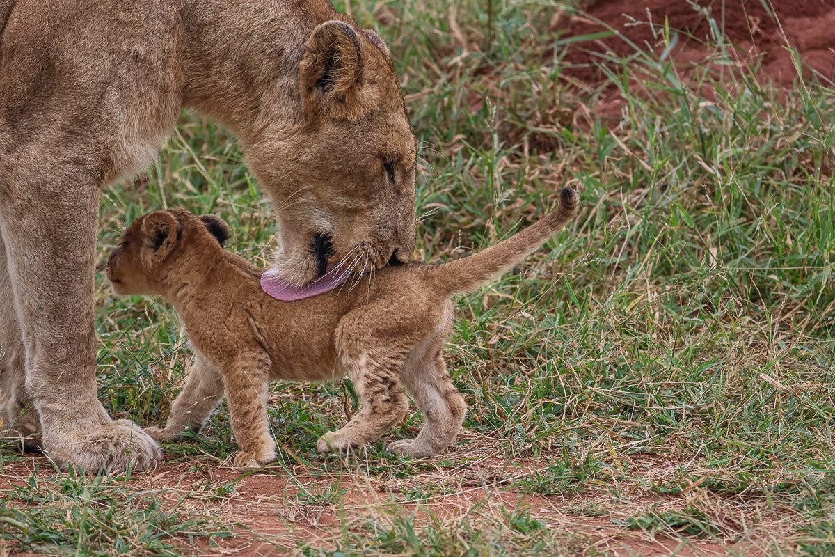 Sabi Sabi Ruan Mey Southern Pride Cub